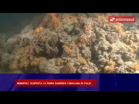 Video: Scoperta Della Barriera Corallina In Italia