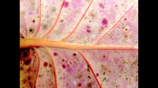 EatTheWeeds: Episode 156: Sea Grapes
