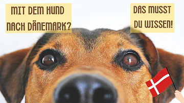 Was gilt für Hunde in Dänemark?