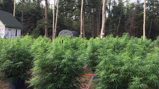 off-grid cannabis grow documentary