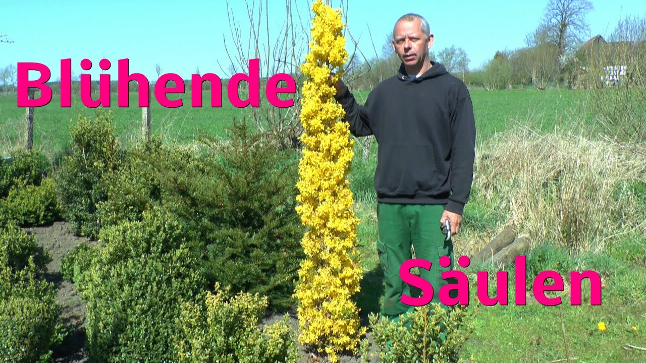 Blühende Säulen, ganz einfach selber ziehen YouTube