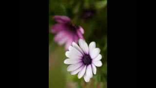 Download Lagu SHALEHAH, Rhoma Irama MP3