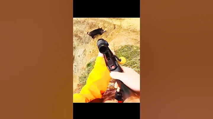 идеальный снимок охоты на кабана с такого близкого расстояния#cinghiale #hunting #wildboar #chasse
