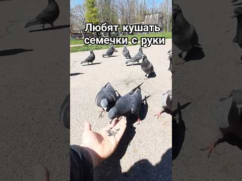 Бесстрашные голуби, едят прямо с руки! #голуби #голуб #голубка #птица #птицы #животные