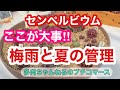 【多肉植物】ここが大事‼️センペルビウムの梅雨と夏の管理❣️これさえ覚えていれば簡単です💖
