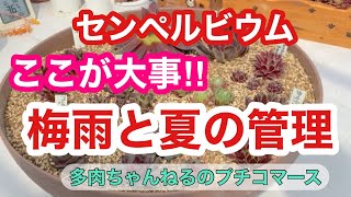 Succulents] Here's the key! ️ How to care for Sempervivums during