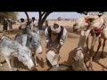 مشاهد من بلادي نمط الحياة في البادية السودانية كردفان البطانة دار فور الانقسنا شرق السودان 