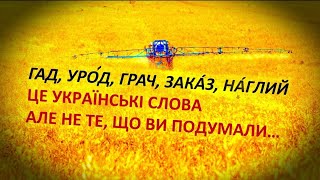 ЩО ТАКЕ ШАТИ, ВЕЛЬМИ, ГРАЧ? 20 маловживаних УКРАЇНСЬКИХ слів, що допоможуть у вивченні ЧЕСЬКОЇ мови!