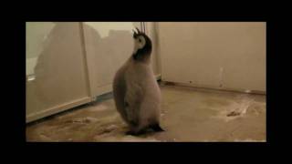 Emperor Penguin Baby at Adventure World - Part 2