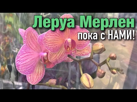 Видео: Жульетта амиа хорлодог уу?