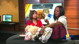 Make a disaster kit for your pet