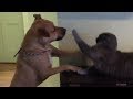 PIT BULL DOG VS. CAT! (play-fighting)