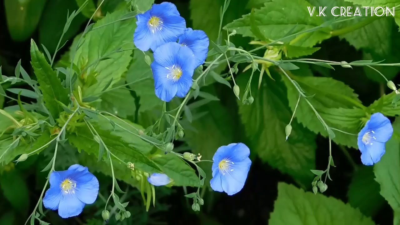 Beautiful flowers with Beautiful Sound//Flowers/tranding Nature YouTube