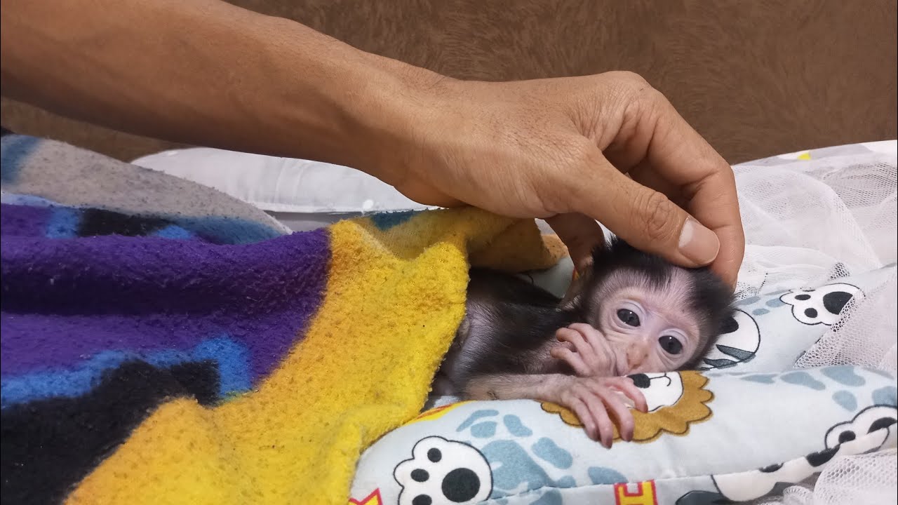 Прости, Том, я пока не могу купить тебе новую кровать.