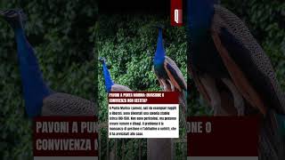 Pavoni a Punta Marina: davvero un’invasione?