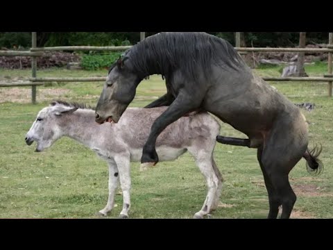 Horse Mating Donkey - Donkeys Breeding - Animals Mating Compilation