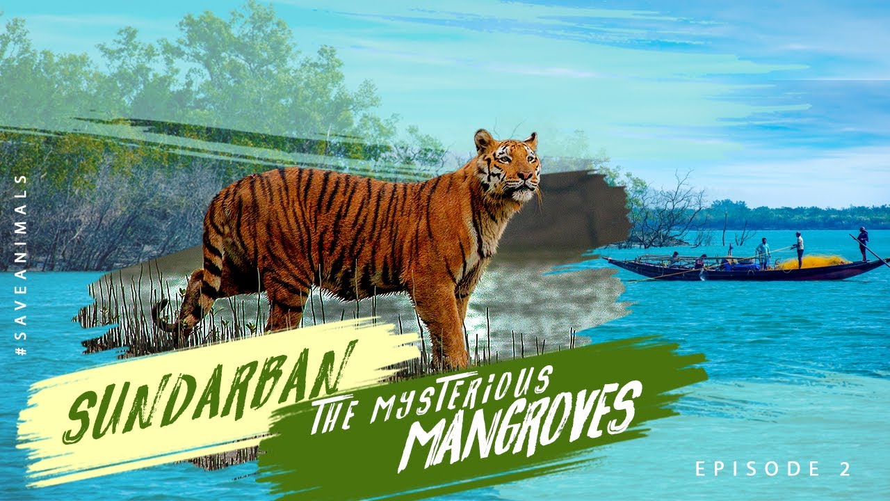 SUNDARBAN | EPISODE 2 | STORIES OF SUNDARBAN BOAT SAFARI | TRAVEL STORIES I