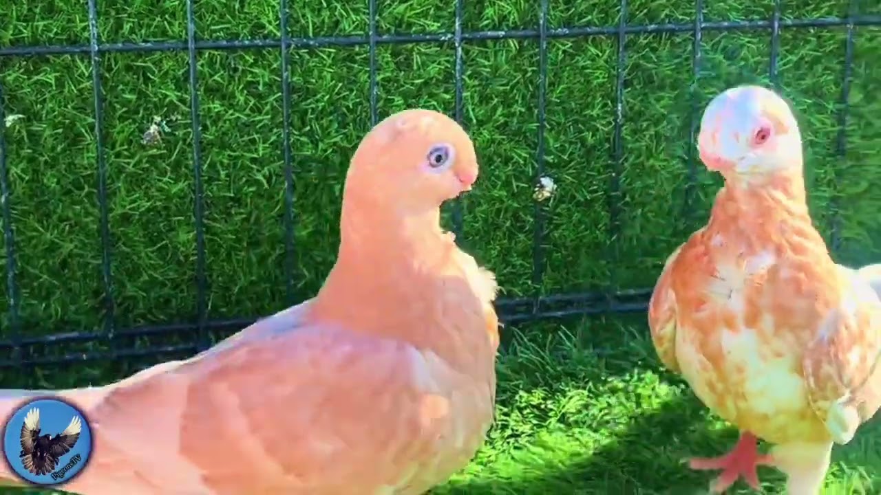 African owls pigeons shortace