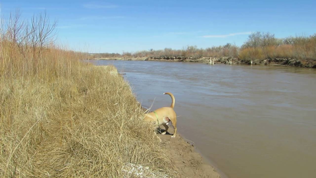 Simba Aryeh playing by the Rio Grande