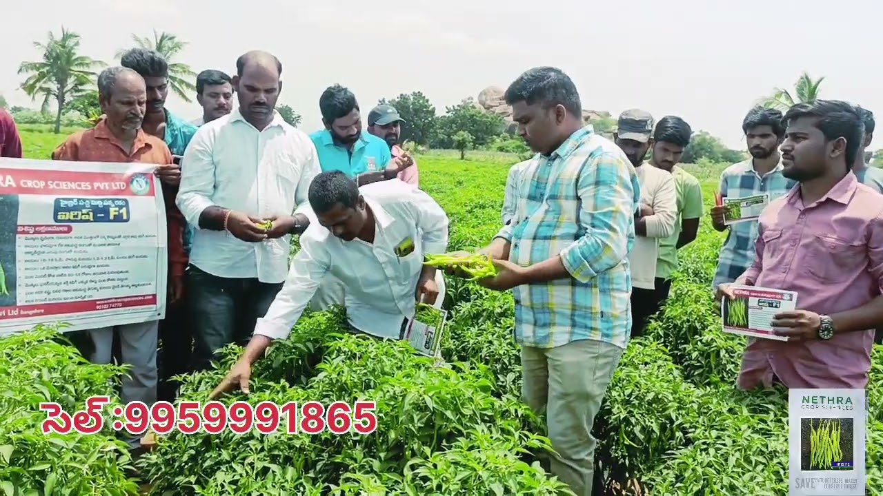 Nethra Seeds Green Chilli 