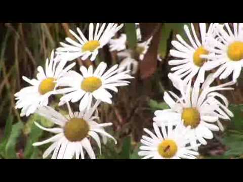 Vidéo: Montauk Daisy Plants : Conseils pour faire pousser des marguerites Montauk