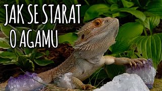 Jak se starat o agamu vousatou - terárium, vše o chovu