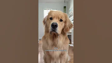 POV You Bring Home A Foster Dog Dogshorts Funnydogs Goldenretriever 