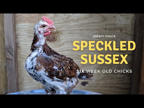 Speckled Sussex: 6-Week-Old