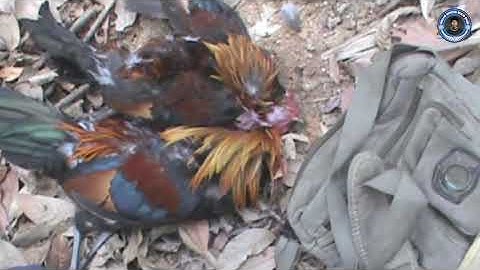 Dib qaib qus tuaj zoo heev dib tau 2-3 tug lau zoo siab heev