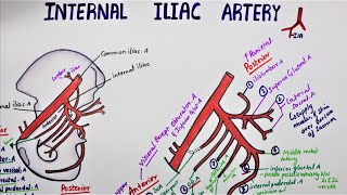 Internal Iliac Artery / Hypogastric Artery