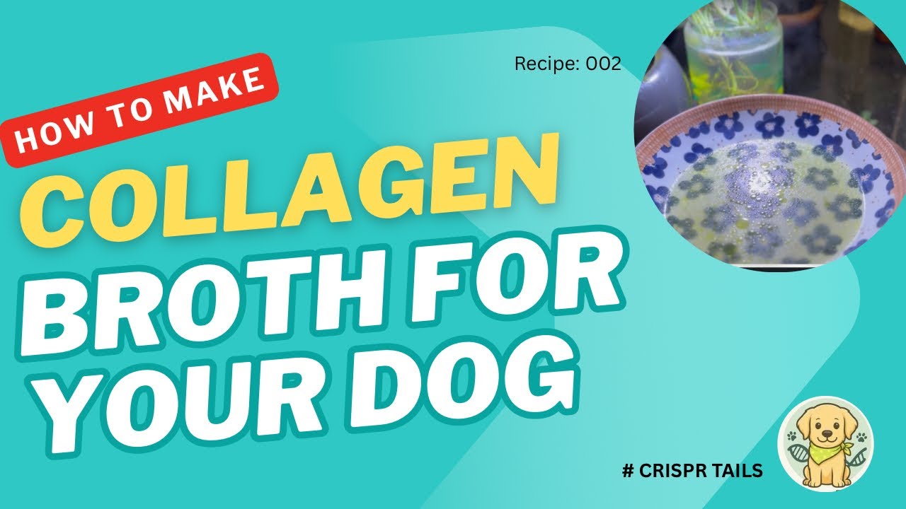 Chicken feet collagen for dog recipe 
