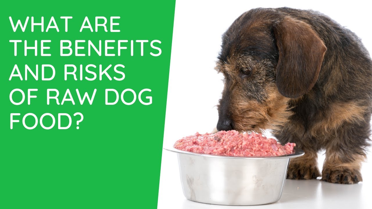 What Are the Benefits and Risks of Raw Dog Food?
