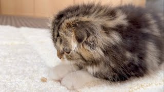 Cutie, please paly with other toys instead of cat litter. Elle video No.54 by Cute Kitten Elle 465 views 2 days ago 1 minute, 59 seconds