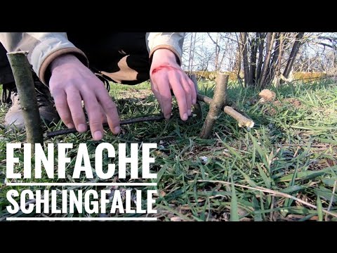 Beispiel und Tipps: für die Fallenjagd auf Waschbär und Waschbären mit einer Lebendfalle fangen!