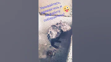 Крыса умывается))