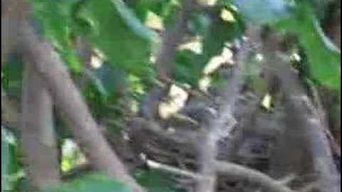 Mockingbird Nest