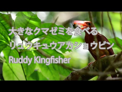 【大きなクマゼミを食べる】リュウキュウアカショウビン Ruddy Kingfisher