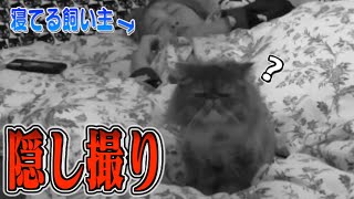 飼い主が寝ている間に猫が何をしているのか盗撮してみた結果...。