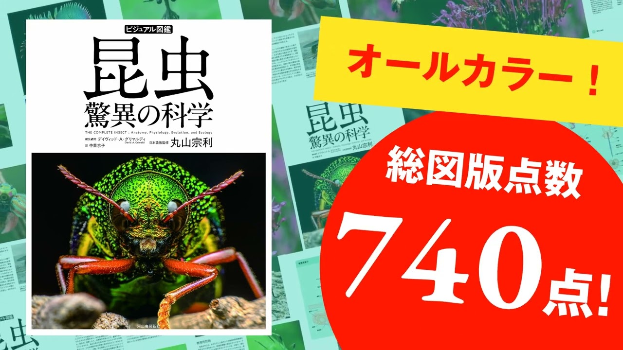 まさに“昆虫の教科書！” 知りたかったこと、不思議だったこと