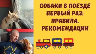 Собаки в поезде едут в первый раз. Путешествие с питомцами, рекомендации