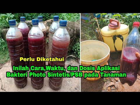 Video: Apakah membaca pelangi di pbs?