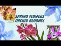 My orchid collection blooms march 2024