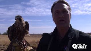 Falconry - How to Get Started