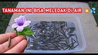 EKSPERIMEN TANAMAN YANG BISA MELEDAK DI AIR - BIJI PETASAN KENCANA UNGU!!