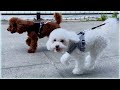 トリミングに行くために辛い道を選びました...【犬カップルVLOG】