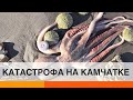 Экологическая катастрофа на Камчатке: что случилось, и кто за этим стоит? — ICTV