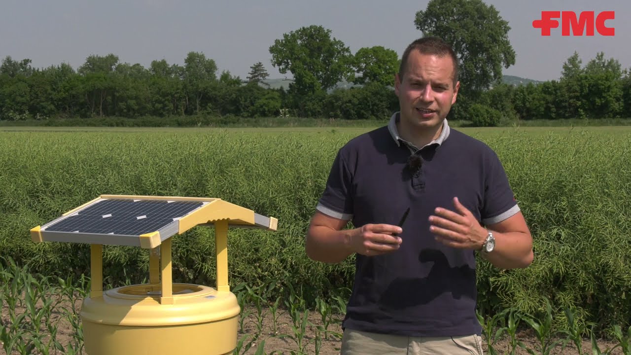 A kukorica legveszélyesebb kártevője- Védekezési lehetőségek