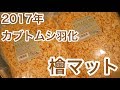 2017年 今年も羽化！カブトムシ飼育に便利な檜ふわふわマット