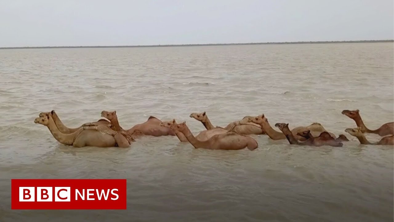 ⁣The rare Indian swimming camels under threat - BBC News