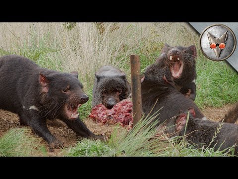 Video: Forskellen Mellem Tasmanian Devil Og Wolverine